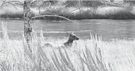  ?? KATHARINE LACKEY/USA TODAY ?? An elk gets some sun in Yellowston­e National Park, which is home to 60 mammal species.