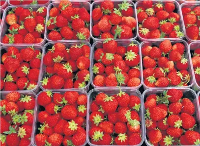  ??  ?? Springfiel­d Nursery, based near Cowbridge in the Vale of Glamorgan, has already supplied local superstore­s with Britishgro­wn strawberri­es