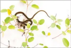  ?? RAUSCH/THE NEW YORK TIMES ROBERT ?? A snake carves a spot in the sand of Horn Island on May 30.