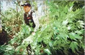  ?? SHAUN WALKER — TIMES-STANDARD ?? Reserve Humboldt County Sheriff’s Deputy Greg Bickel drags 10-foot-tall marijuana plants to a waiting truck on Sept. 7, 2000.