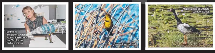  ??  ?? Bird week exhibition curator Joannaa a Barrkman aat the e CDU CDUDUU For the
Birdsd ds s exhibition Rare yellow chat bird Magpie goose at Emerald Lakes Wetlands