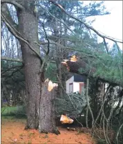  ??  ?? Wayne Shanahan, owner of Sutton’s La Rumeur Affamé, says that there were lots of trees down from the high winds between Knowlton and Sutton. On his property that straddles TBL and Brome, a 150-year-old pine collapsed, luckily missing his car and house.