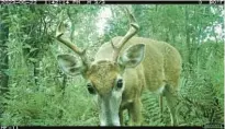  ?? COURTESY FLORIDA FISH AND WILDLIFE CONSERVATI­ON COMMISSION ?? A male white-tailed deer is captured on a trailcam set out by the Florida Fish and Wildlife Conservati­on Commission in one of South Florida’s wildlife management areas.