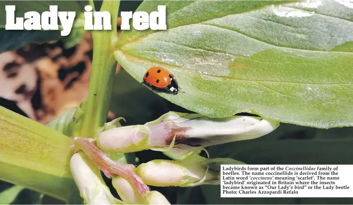  ??  ?? Ladybirds form part of the Coccinelli­dae family of beetles. The name coccinelli­ds is derived from the Latin word ‘coccineus’ meaning ‘scarlet’. The name ‘ladybird’ originated in Britain where the insects became known as “Our Lady’s bird” or the Lady...