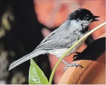  ?? NORMAN WINTER TNS ?? This Black-capped Chickadee shakes off water after a little splashing.