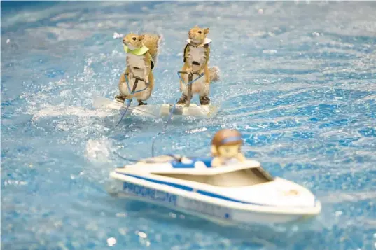  ?? RICH POPE/ORLANDO SENTINEL ?? Twiglett and DaBaby, tandem water ski during the Twiggy the Water Skiing Squirrel show at the Orlando Boat Show at the Orange County Convention Center in 2023. Twiglett is Twiggy No. 10 and DaBaby is Twiggy No. 11 in the water-skiing squirrel show that started in 1979.