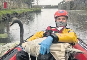  ??  ?? ●● Member of the RSPCA team rescuing a swan from the contaminat­ed canal in Clayton-le-Moors