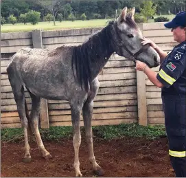  ?? Picture: NSPCA ?? CRUELTY: One of the starving horses found at an SA Army base in Potchefstr­oom by the NSPCA.
