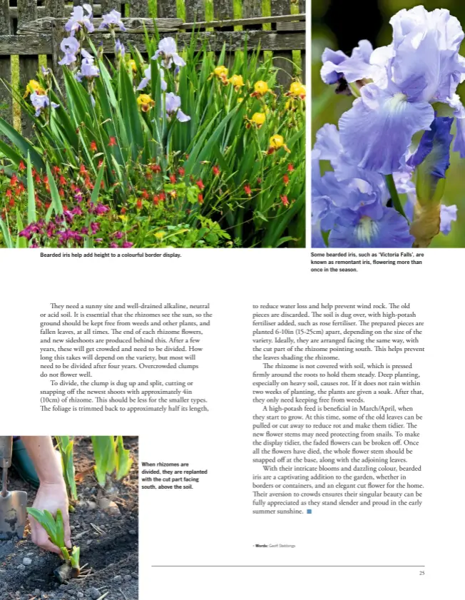  ??  ?? Bearded iris help add height to a colourful border display. When rhizomes are divided, they are replanted with the cut part facing south, above the soil. Some bearded iris, such as ‘Victoria Falls’, are known as remontant iris, flowering more than once...