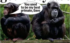  ??  ?? Anti-social climbers: Chimps were studied for over 20 years