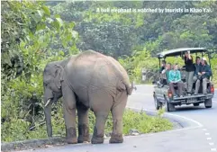  ??  ?? A bull elephant is watched by tourists in Khao Yai. Travel Editor: PONGPET MEKLOY | Motoring Editor: RICHARD LEU |