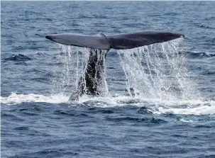  ?? (Kim Kyung-Hoon/Reuters) ?? THE FLUKE of a sperm whale sticks out of the sea as it dives near Rausu, Hokkaido, Japan.