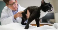  ?? DARRYL DYCK/THE CANADIAN PRESS ?? Cassidy the cat receives Botox injections in preparatio­n for his surgery.