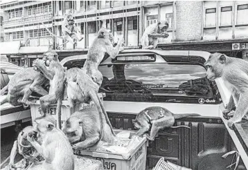  ?? ADAM DEAN/THE NEW YORK TIMES ?? Macaques raid fruit crates in June in Lopburi, Thailand. With fewer tourists around, the monkeys seek new sources of food.