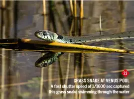  ??  ?? 23 grass snake at VENUS Pool A fast shutter speed of 1/1600 sec captured this grass snake swimming through the water