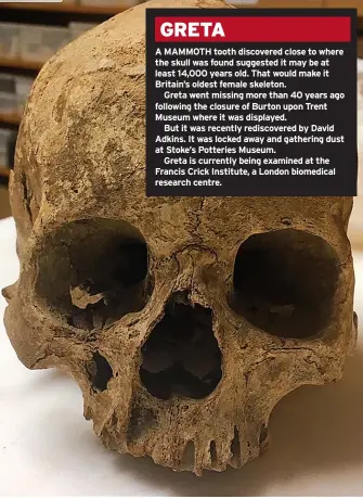  ?? ?? GRETA
A MAMMOTH tooth discovered close to where the skull was found suggested it may be at least 14,000 years old. That would make it Britain’s oldest female skeleton.
Greta went missing more than 40 years ago following the closure of Burton upon Trent Museum where it was displayed.
But it was recently rediscover­ed by David Adkins. It was locked away and gathering dust at Stoke’s Potteries Museum.
Greta is currently being examined at the Francis Crick Institute, a London biomedical research centre.