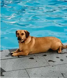 ??  ?? Chico von Monja Sauter aus Dirlewang (Landkreis Unterallgä­u) entspannt am heimi‰ schen Pool. Ob er sich ins Wasser getraut hat?
