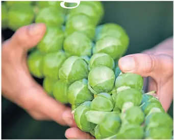  ?? ?? ● Plump Brussels sprouts will soon be for Christmas dinner