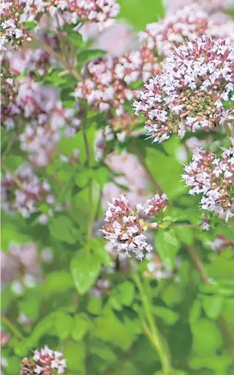  ??  ?? ● While butterflie­s may be still be feeding on oregano or hummingbir­d fuchsias
(inset) they won’t be around for much longer as the season is about to change