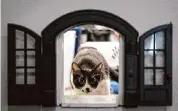  ?? ?? A cat watches a photograph­er work Sunday at Cat Haven Lounge. Cats can roam free at the lounge.