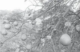  ?? SUSAN JACOBSON/ORLANDO SENTINEL ?? Florida’s citrus industry has been struggling for more than a decade in large part because of citrus greening, which is fatal to fruit.