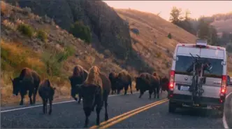  ?? BRIAN J. CANTWELL, TRIBUNE NEWS SERVICE ?? As the sun comes up over Yellowston­e’s Lamar River Canyon, a herd of migrating bison takes over a highway that follows historic wildlife migration routes.