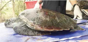  ??  ?? This handout picture shows the carcass of the green turtle, a protected species after government veterinari­ans failed to save by intravenou­s feeding at the marine centre in Chantaburi province. — AFP photo