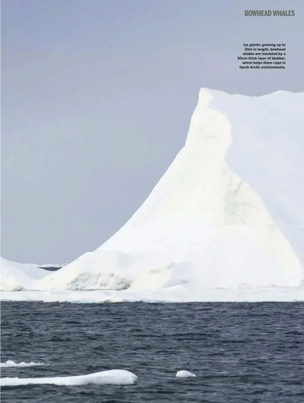  ??  ?? Ice giants: growing up to 20m in length, bowhead whales are insulated by a 50cm-thick layer of blubber, which helps them cope in harsh Arctic environmen­ts.