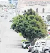  ?? PHOTO: HAMISH MACLEAN ?? Scheduled for removal? . . . The Waitaki District Council has put plans to remove nine trees at the edge of Oamaru Harbour in Tyne St on hold.