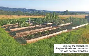  ?? ?? Some of the raised beds Stephen Morris has created on the land north of Llandeilo.