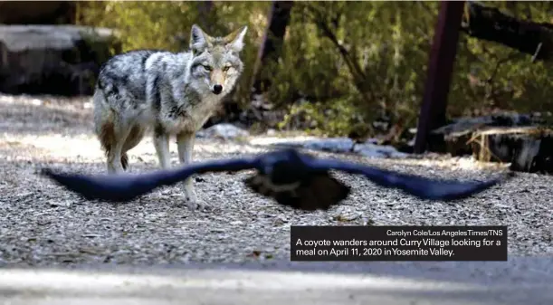  ?? Carolyn Cole/Los AngelesTim­es/TNS ?? A coyote wanders around Curry Village looking for a meal on April 11, 2020 inYosemite Valley.