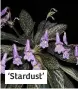  ??  ?? ‘Stardust’