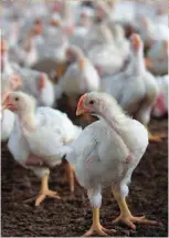  ??  ?? NZ’s commercial poultry industry is free from some of the world’s worst infectious poultry diseases, thanks to strict biosecurit­y measures on-farm and at the border.