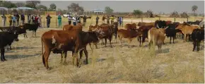  ?? Photo: Contribute­d ?? Home… Recovered cattle at the Ondonga palace.