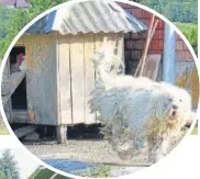  ??  ?? Above: A ferocious Romanian Sheepdog; Far left: The author’s sunglasses next to a European bear’s pug mark; Left: Mobile beekeepers follow the wildflower flowering season; Below: A shepherd in her summer pasture