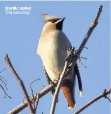  ??  ?? Nordic raider The waxwing