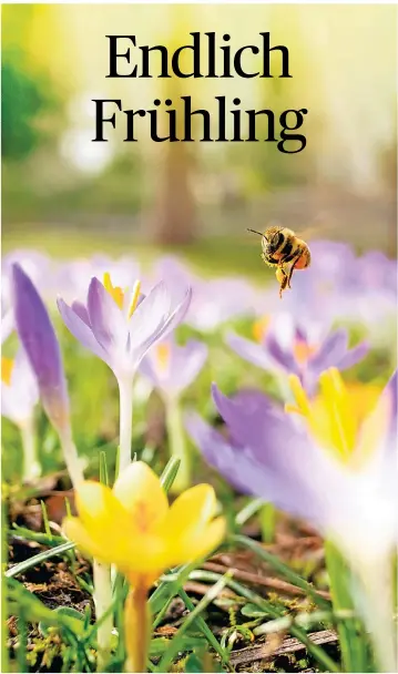  ?? FOTO:OLE SPATA/DPA ?? Krokusse blühen auf einer Wiese. Die Frühlingsb­lumen sind für Bienen im März eine erste wichtige Nahrungsqu­elle, um nach dem Winter wieder zu Kräften zu kommen.