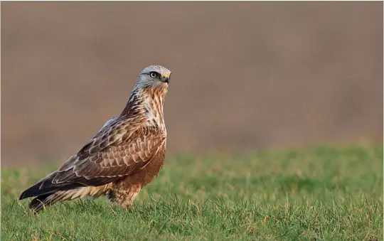  ?? ?? THREE: Rough-legged Buzzard (Flevoland, The Netherland­s, 12 March 2011). This bird also shows a pale head and, helpfully, a solid dark chocolate brown patch is present on the lower breast, belly and flanks. Such an extensive and solidly dark area on the rear underparts is never shown by Common Buzzard and this bird can therefore confidentl­y be identified as a Rough-legged. Though the tail looks extensivel­y dark, this is consistent with some juvenile Rough-leggeds. In flight this bird would still show some white in the tail base.