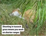  ?? ?? Shooting in tussock grass means you work on shorter ranges