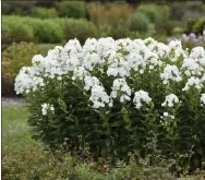  ?? ?? Tall garden phlox are native to 36 states and this new Luminary Backlight variety promises to deliver over the long hot summer bringing in bees, butterflie­s and hummingbir­ds.