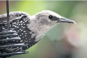  ?? Alan Wright ?? Young starling on feeder showing brown feathers of youth and spots of adulthood