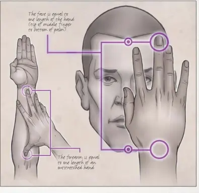  ??  ?? The face is equal to one length of the hand (tip of middle finger to bottom of palm) The forearm is equal to one length of an outstretch­ed hand