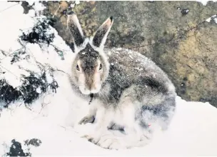  ?? Sean.wood @talk21.com Sean Wood ?? ●●Kenny the hand-reared mountain hare