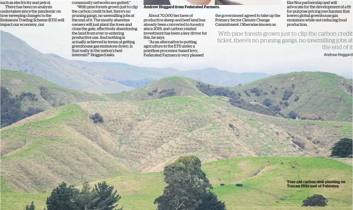  ??  ?? Year-old carbon sink planting on Tuscan Hills east of Pahiatua.