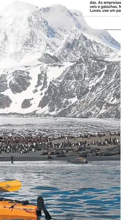  ??  ?? Placidez. Pinguins-rei e elefantesm­arinhos dividem a praia de Saint Andrews Bay durante passeio de caiaque