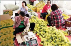  ?? ZHOU KE / XINHUA ?? Workers package mangoes in Baise city in the Guangxi Zhuang autonomous region.