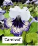  ??  ?? ‘Carnival’