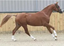  ??  ?? Silver Don, by Silvio I, warmblood reserve champion