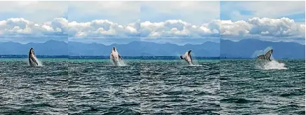  ?? PETER HAMILTON ?? A photo compilatio­n of a humpback whale breaching in Tasman Bay on Friday afternoon.