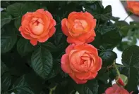  ?? ?? This image provided by Star Roses and Plants shows Orange Glow Knockout Roses. (Star Roses and Plants via AP)